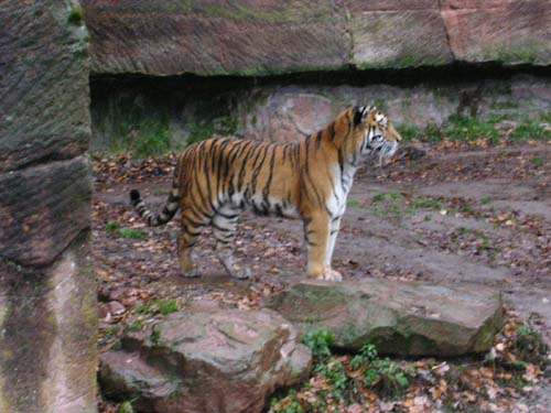 Tigerisch...
