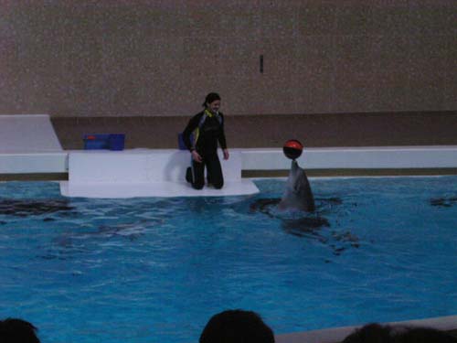 Delfinarium I