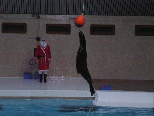 Delfinarium II