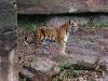 Tigerisch...