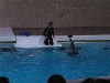 Delfinarium I