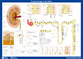 Nephron Poster