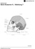 Schdel (Cranium) von lateral